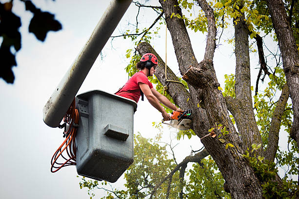 Best Tree Trimming and Pruning  in Oglesby, IL